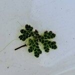 Azolla filiculoides Leaf