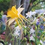 Aquilegia chrysantha Blüte