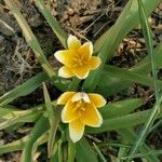 Tulipa tarda Kwiat