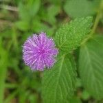 Kinghamia angustifolia Flower