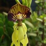 Prosthechea cochleata Fleur