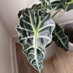 Alocasia sanderiana Liść