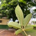 Handroanthus chrysotrichus Fuelha