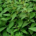 Urtica dioica Habit
