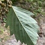 Karpatiosorbus remensis Blatt