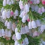 Erica lusitanica Blomst