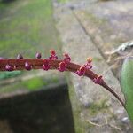 Bulbophyllum calyptratum Kwiat