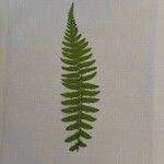 Athyrium nikkoenseFolla