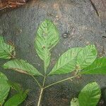 Vitex grandifolia Folio