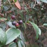 Smilax glyciphylla