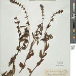Stachys trichophylla Otro