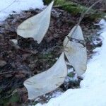 Lunaria rediviva Fruit