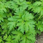 Heracleum lanatum Листок