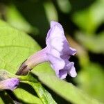 Duranta erecta Flor