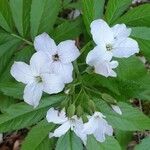 Cardamine heptaphylla Blomst
