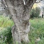 Prosopis caldenia बार्क (छाल)