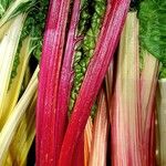 Beta vulgaris Fruit