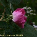 Rosa mollis Květ