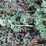 Chenopodium vulvaria Leaf