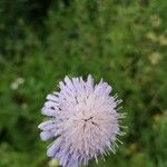 Knautia arvensisফুল