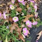 Calibrachoa parvifloraЦветок