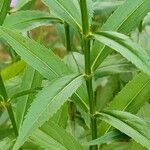 Physostegia virginiana Leaf