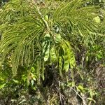 Acacia muricata ফল
