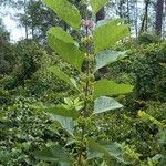 Callicarpa americana 葉