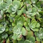 Sedum spathulifolium 整株植物