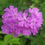 Phlox drummondii Flower