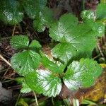 Coptis trifolia Hoja