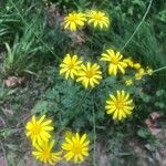 Senecio squalidus Blüte