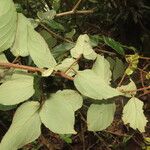 Gouania hypoglauca Leaf