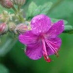 Geranium macrorrhizum Flower