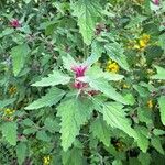 Chenopodium giganteum Blatt