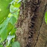 Hedera hibernica बार्क (छाल)