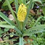 Kniphofia × praecox फूल