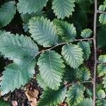 Zelkova carpinifolia برگ