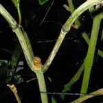 Sanchezia parvibracteata പുറംതൊലി