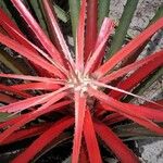 Bromelia balansae Fuelha