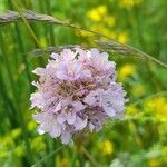 Armeria arenaria