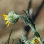 Andryala ragusina Floare
