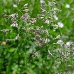 Poa pratensis Flower