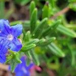 Glandora prostrata 花