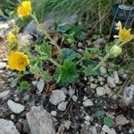 Geum pyrenaicum Celota