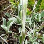 Antennaria dioica Leaf