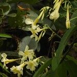 Odontadenia nitida Floare