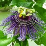 Passiflora incarnata പുഷ്പം