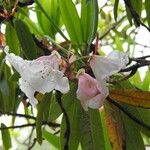 Rhododendron griffithianum Flower