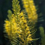 Stanleya pinnata Flower